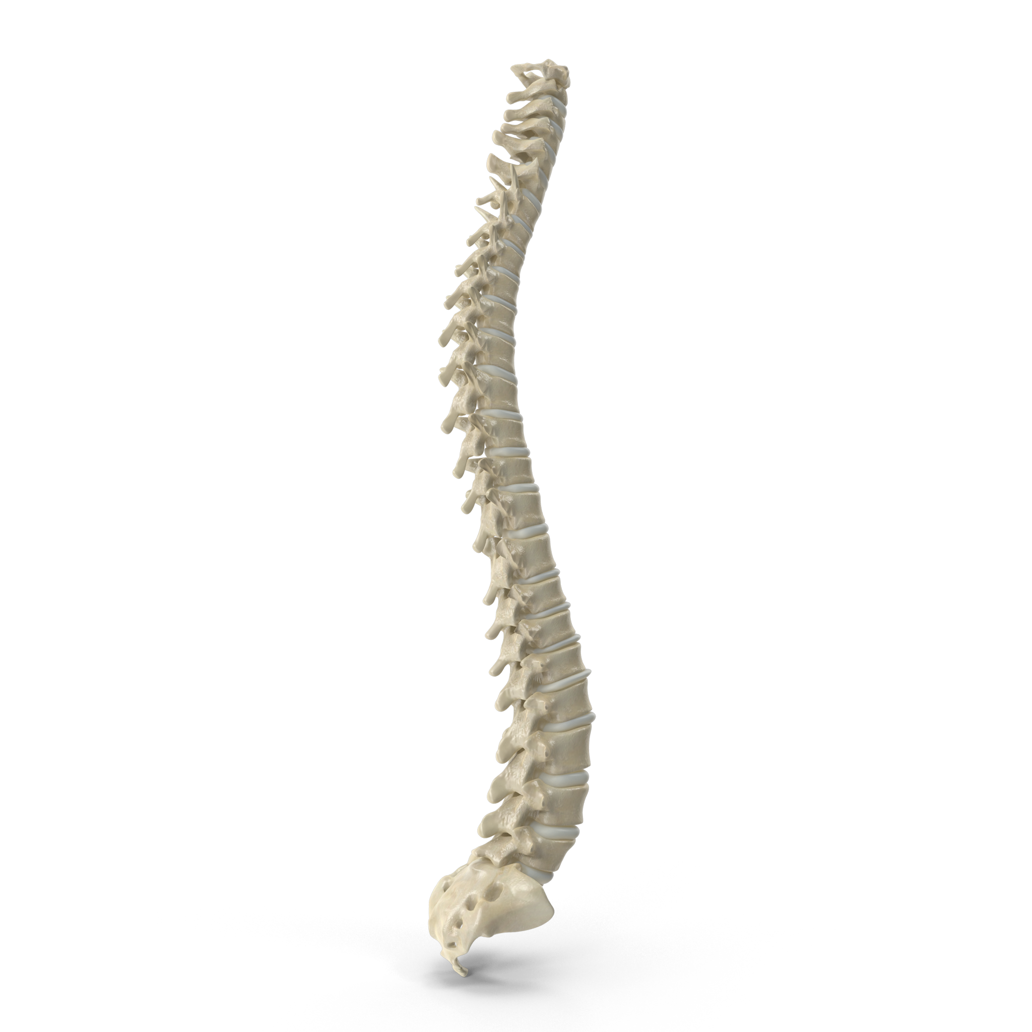 Female Spine.I12.2k